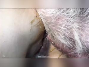 Explore Animal Fetish with Ariel and the Boar