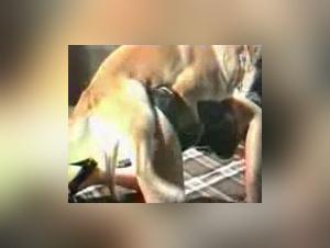 Explore Bestiality: Wild Sexual Delights