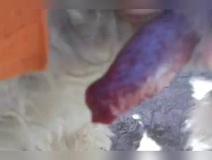 Explore the Forbidden Horizon: Extreme Asian Canine Orgies