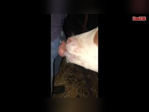 Explore wild pleasure: calf deepthroat extremo