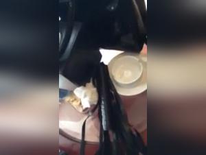 Explosions of Animal Desire: Milly and Her Dog