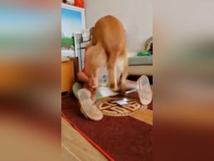 Explosive dog knot, slow motion