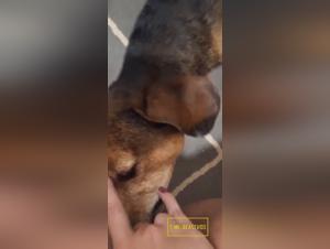 Extreme bestiality: demonic impulses in action