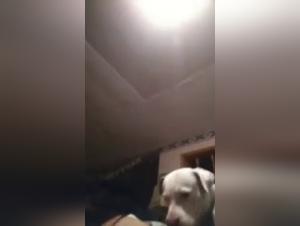 Extreme Bestiality - Knots & Pleasure