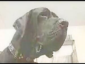 Extreme Bestiality - Uncut Video