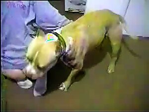 Extreme Canine Bestiality: Sex with a big dog for sluts