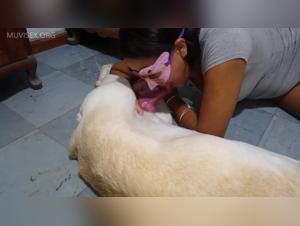 extreme canine madness