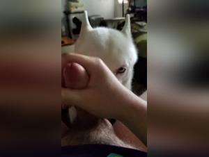 extreme feline submission