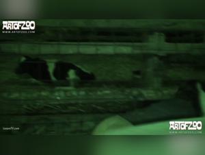 Extreme zoophilia: Kerstin abandons herself to her wildest desires