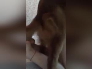 Extreme Zoophilia - Slut and Dog