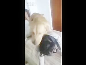 Extreme Zoophilia Video - Sex with Dog