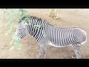 Extremely horny zebra squirting