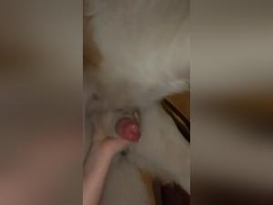 Farm desire: female dog and god rooster