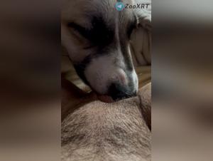 Febrile delights with dog