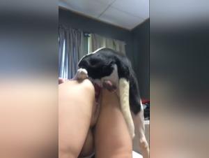 Feccal orgies between white and dog woman