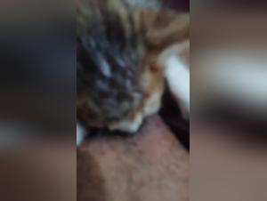 Feline Domination and Primal Instinct