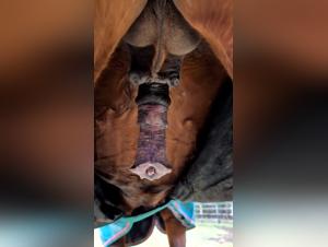 Feline domination: brutal sex with horse