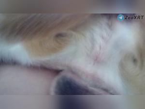 Feline Domination: The Untamed and Her Dog