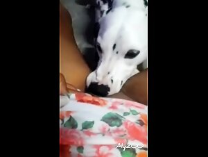 Feline Hell: Intense Bestiality with a Submissive Dalmatian