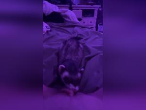 Feline obsession: prohibited kisses and letting go of animal