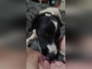 Feline Passion: Animal Debauchery