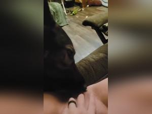 Feline submission and animal pleasure