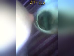 Feline submission: dog and wilder sex