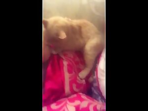 Feline tasting: a slut lets herself be dominated by a tomcat