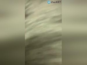 female dog desire: A forbidden enjoyment