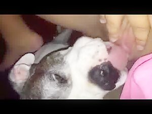 female dog licking a woman to orgasm