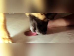 Feminist orgies: Dog vs unleashed whore