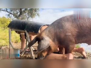 Ferocine desires: wild animal orgies