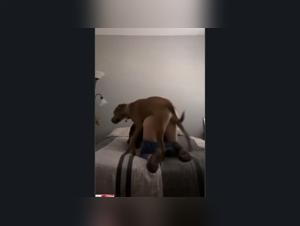 fetchal orgies: dog and woman in the act