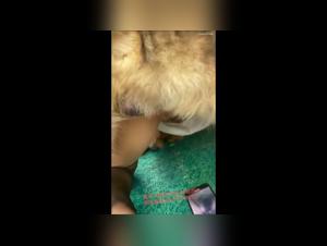 Fetid orgies: dogs and slaves in antics