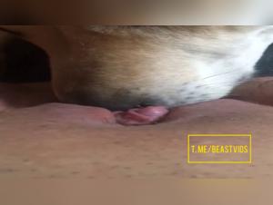 Fetish Licking: Ultimate Animal Experiences