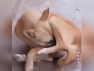 Fetishist orgy: dog and throat