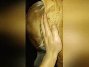 Fimming Hardcore: Animal Domination Revealed