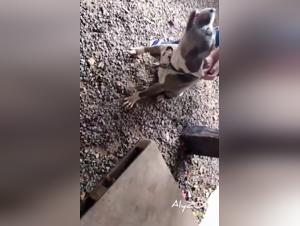 First attempt with dog