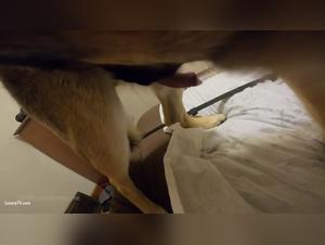 First ritual of domination: dog and whore