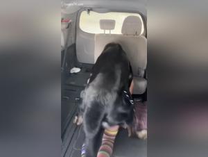 Foking in the van with powerful dog