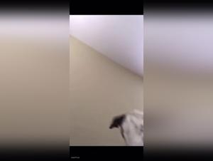 Foking with wild dog