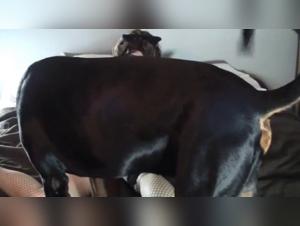 Forbidden Animal Delights: Exclusive XXX Videos