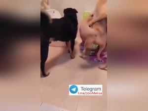 Forbidden Delights: Canine Passion Intensifies