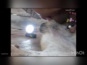 Forbidden Delights: Female Sex and Gay Dog