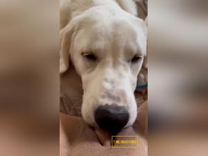 Forbidden Delights: Hardcore Canine Fetish Licking