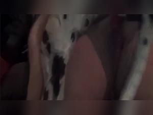 Forbidden Delights: The Art of Bestial Passion