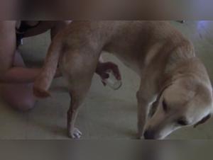 Forbidden delights: The passion of Jesse and his dog