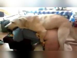 Forbidden Delights: The Wild World of Animal Sex