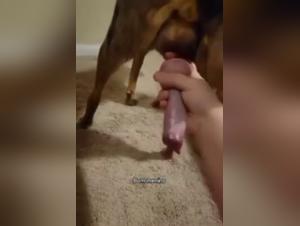 Forbidden Delights: Women & Dog - Hardcore Intensified