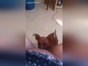 Forbidden Delights: Women & Dogs in the Dark